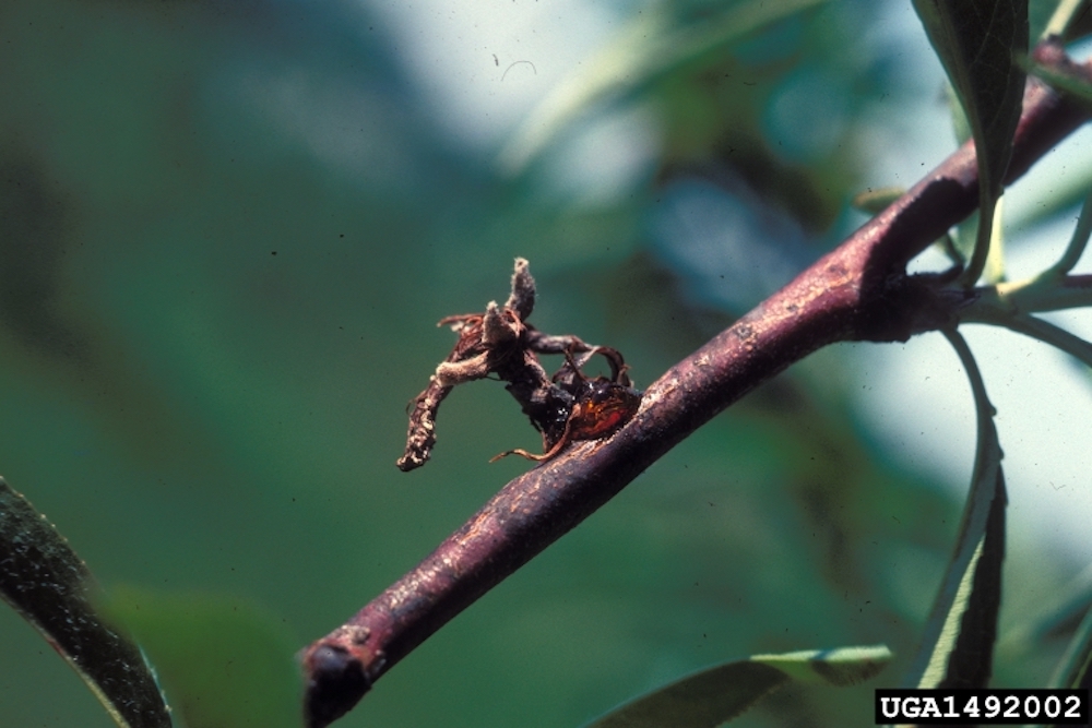 Brown Rot Blossom Blight on garden fruits