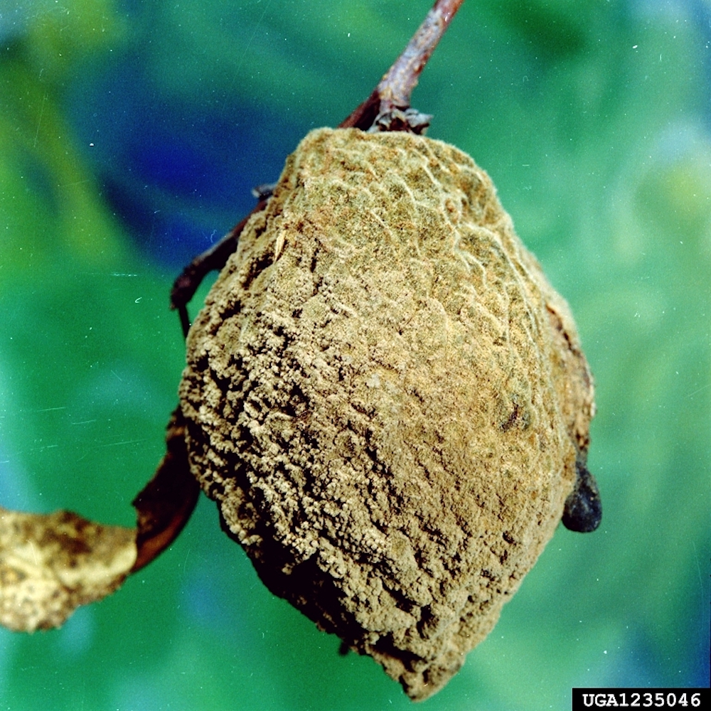 Brown Rot Blossom Blight on garden fruits