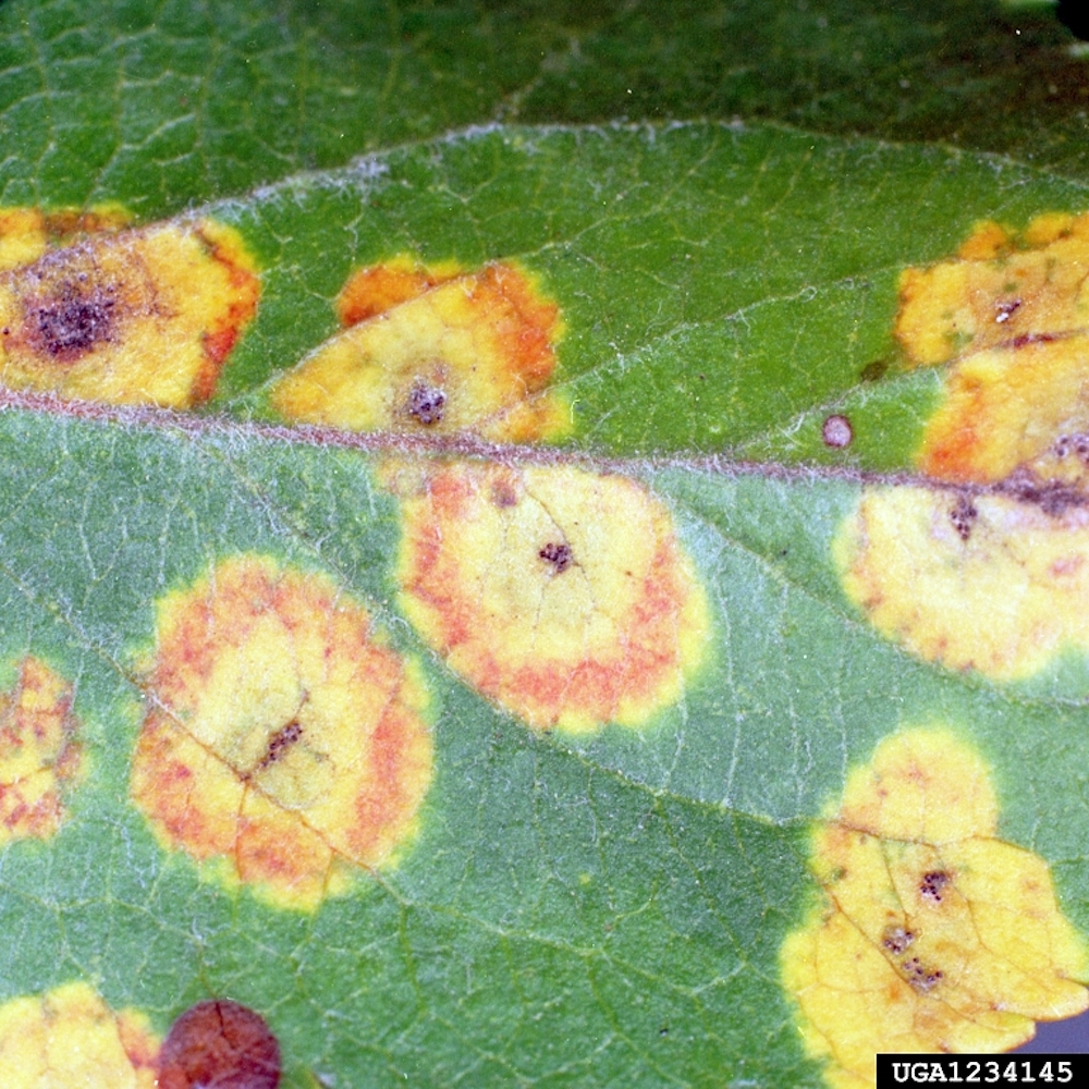 Cedar apple rust on garden fruit trees