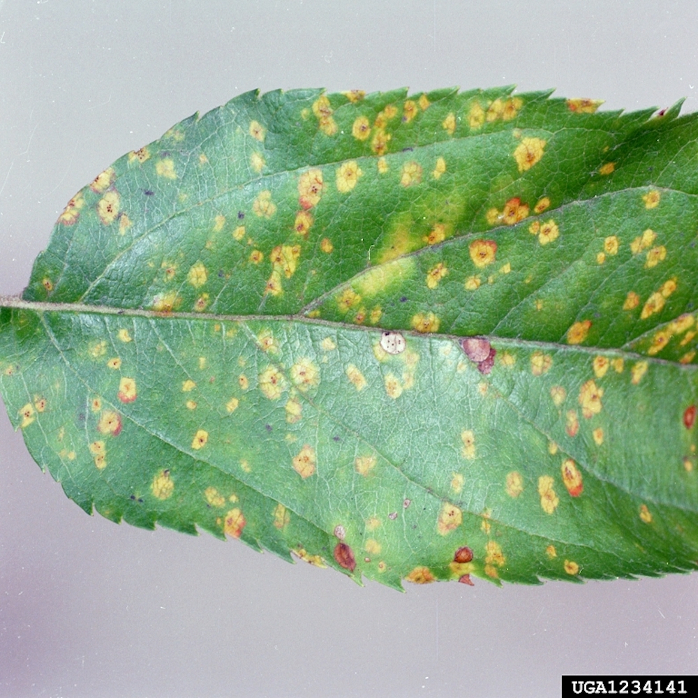 Cedar apple rust on garden fruit trees