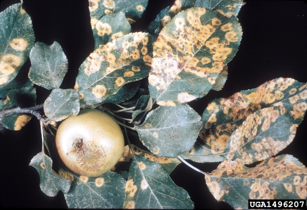 Cedar apple rust on garden fruit trees