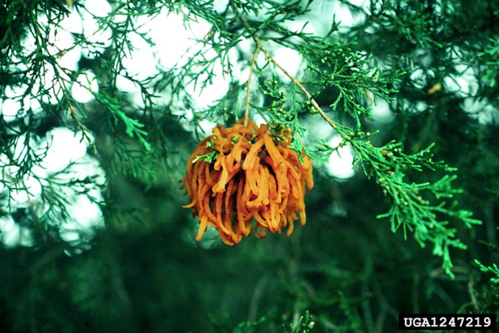 Cedar apple rust on garden fruit trees