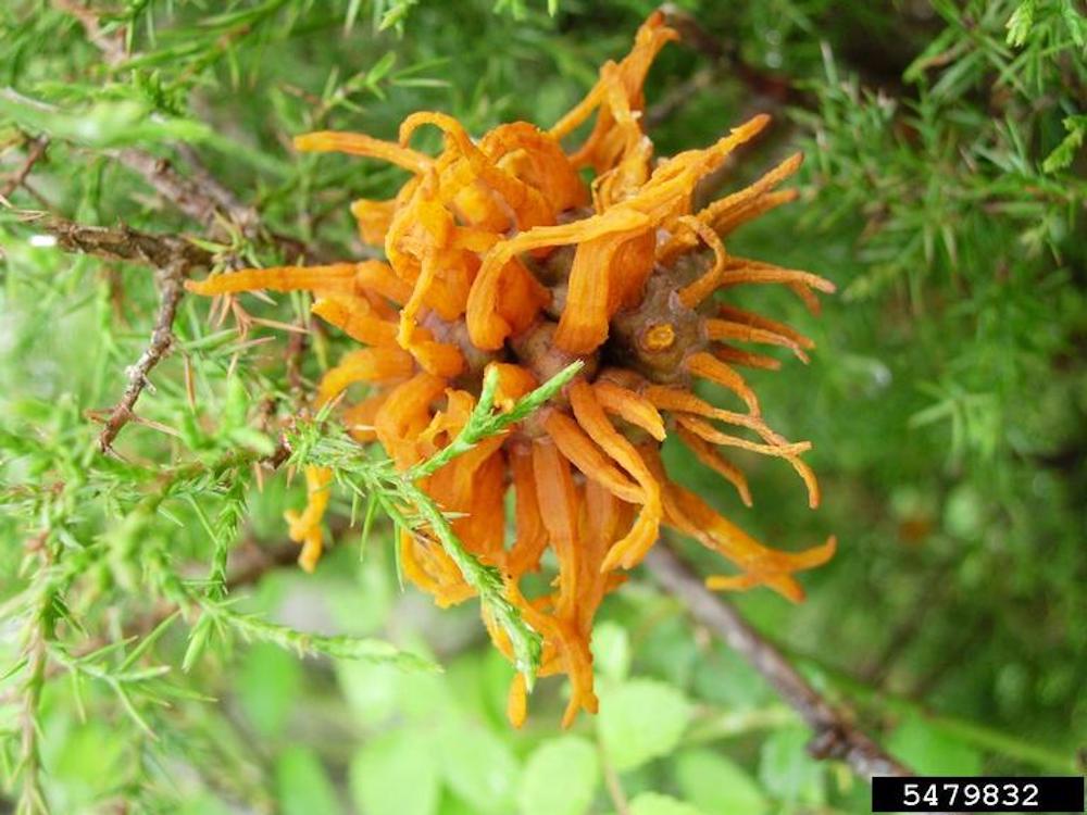 Cedar apple rust on garden fruit trees