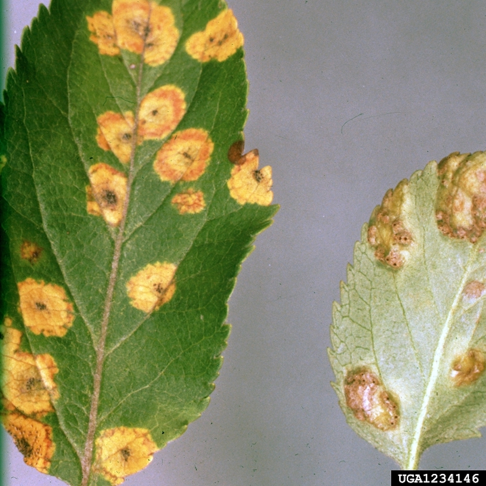 Cedar apple rust on garden fruit trees