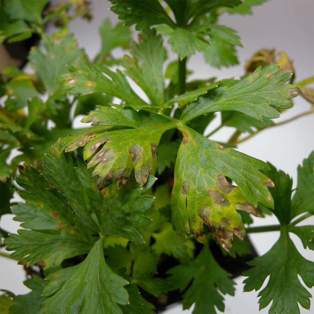 Early blight lesions on leaves