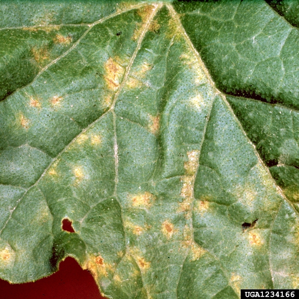 Downy Mildew on garden plants