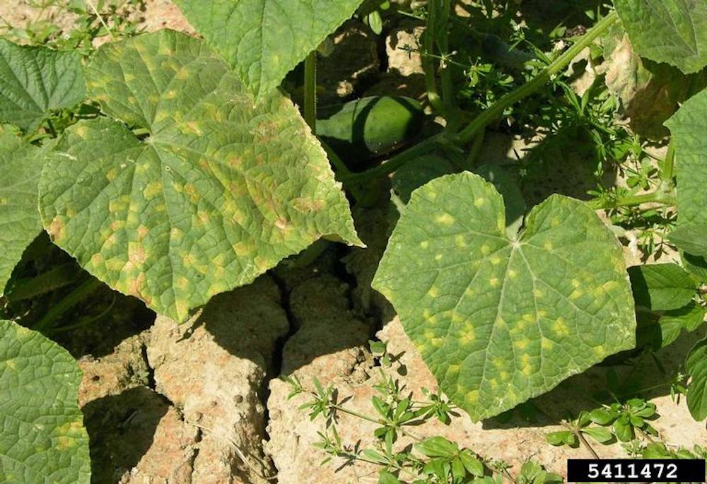 Downy Mildew on garden plants