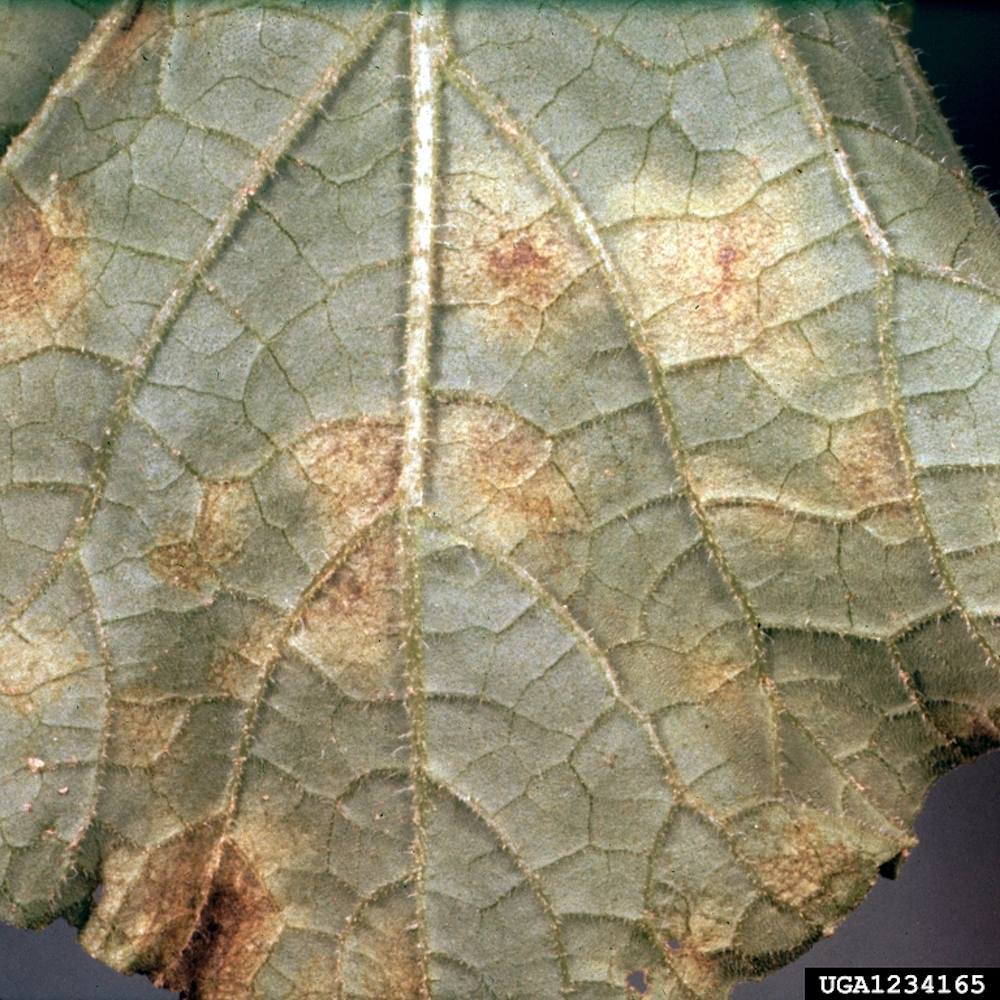 Downy Mildew on garden plants