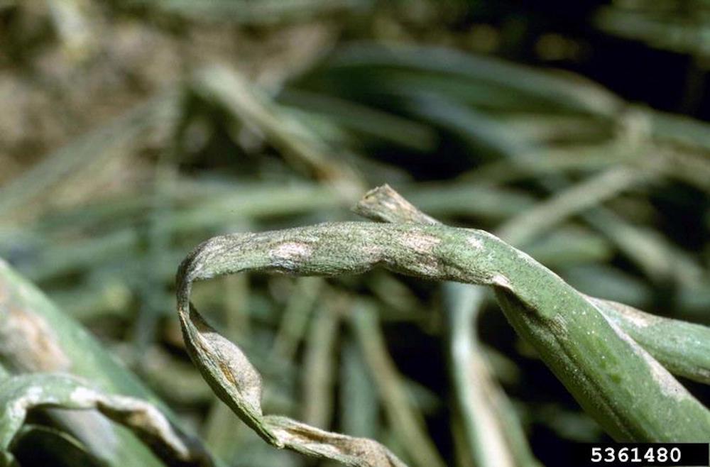 Downy Mildew on garden plants