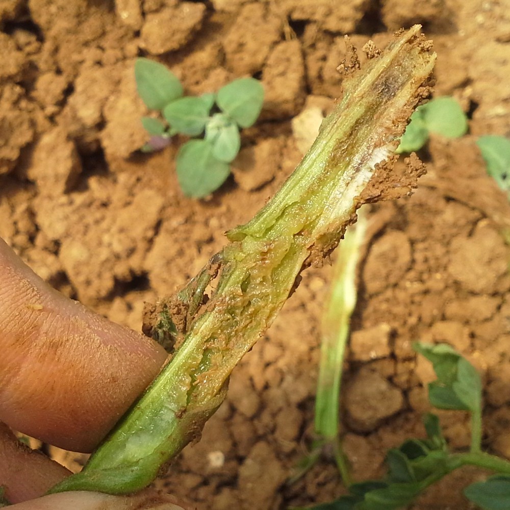 Fusarium wilt