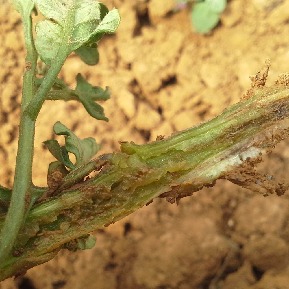 Fusarium wilt