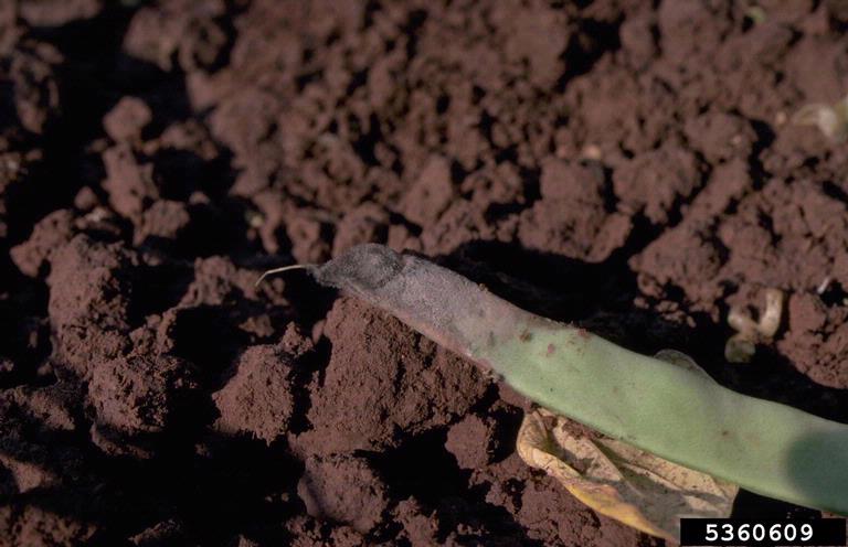 Gray mold growing in a garden