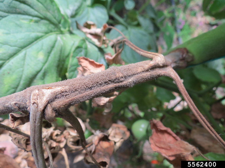 Gray mold growing in a garden