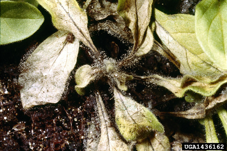 Gray mold growing in a garden