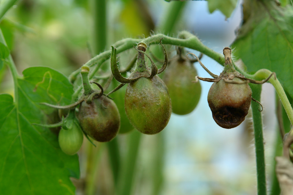 Late blight on garden plants