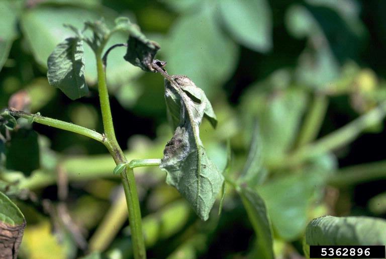 Late blight on garden plants