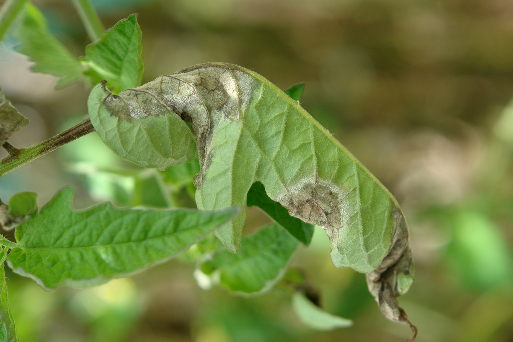 Late blight on garden plants