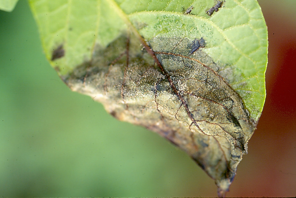 Late blight on garden plants