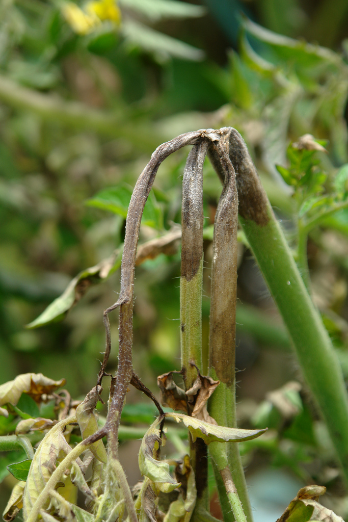 Late blight on garden plants