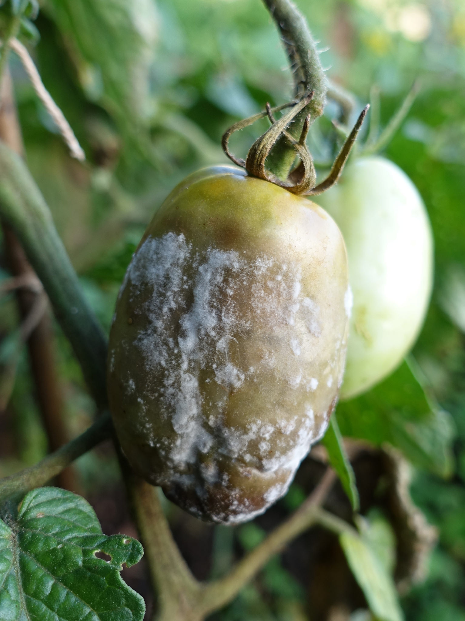 Late blight on garden plants