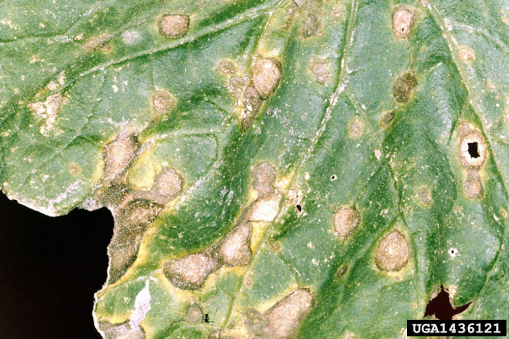Leaf Blight on garden plants and vegetables