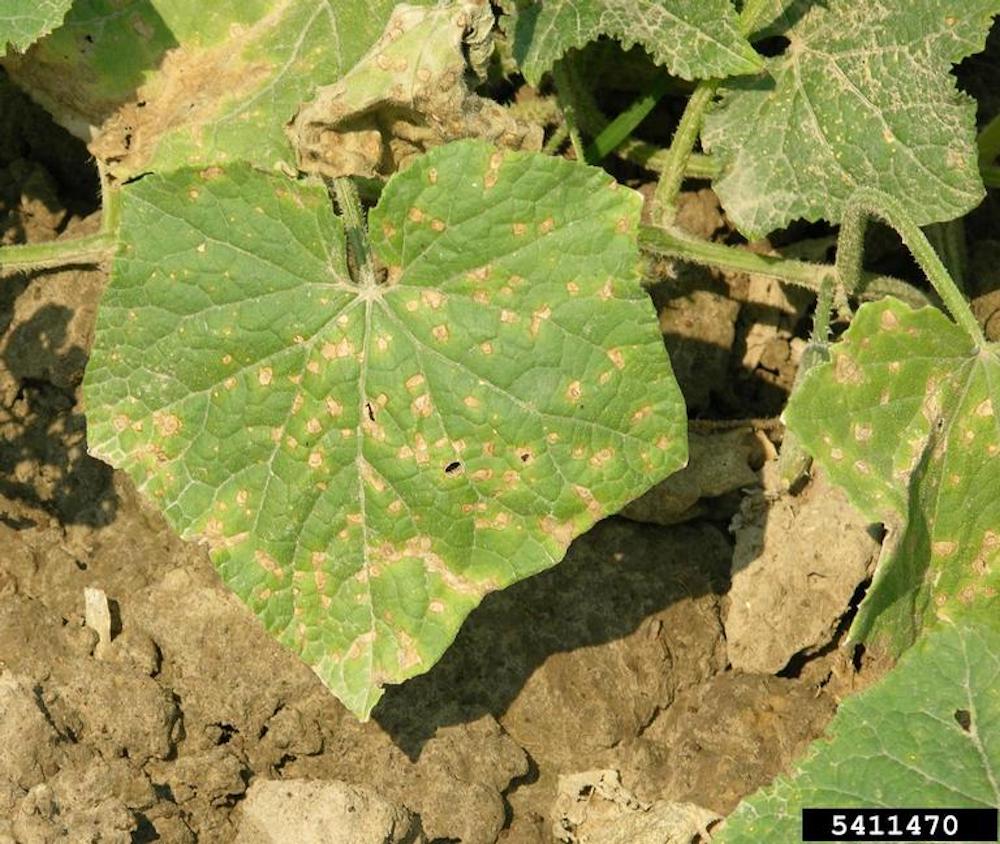 Leaf Blight on garden plants and vegetables