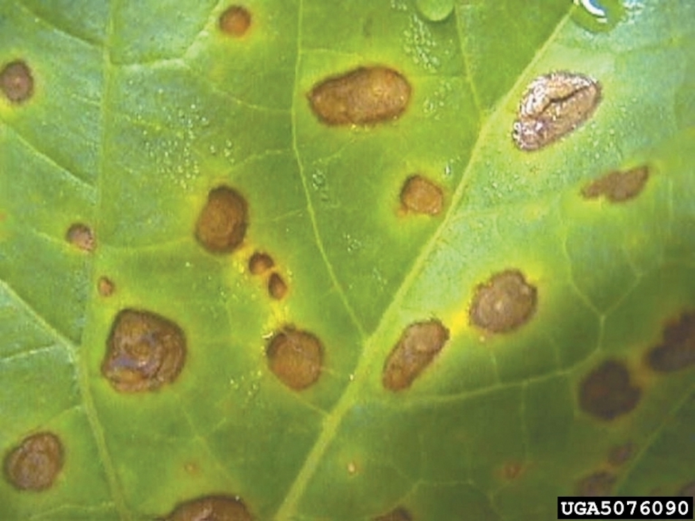 Leaf Blight on garden plants and vegetables