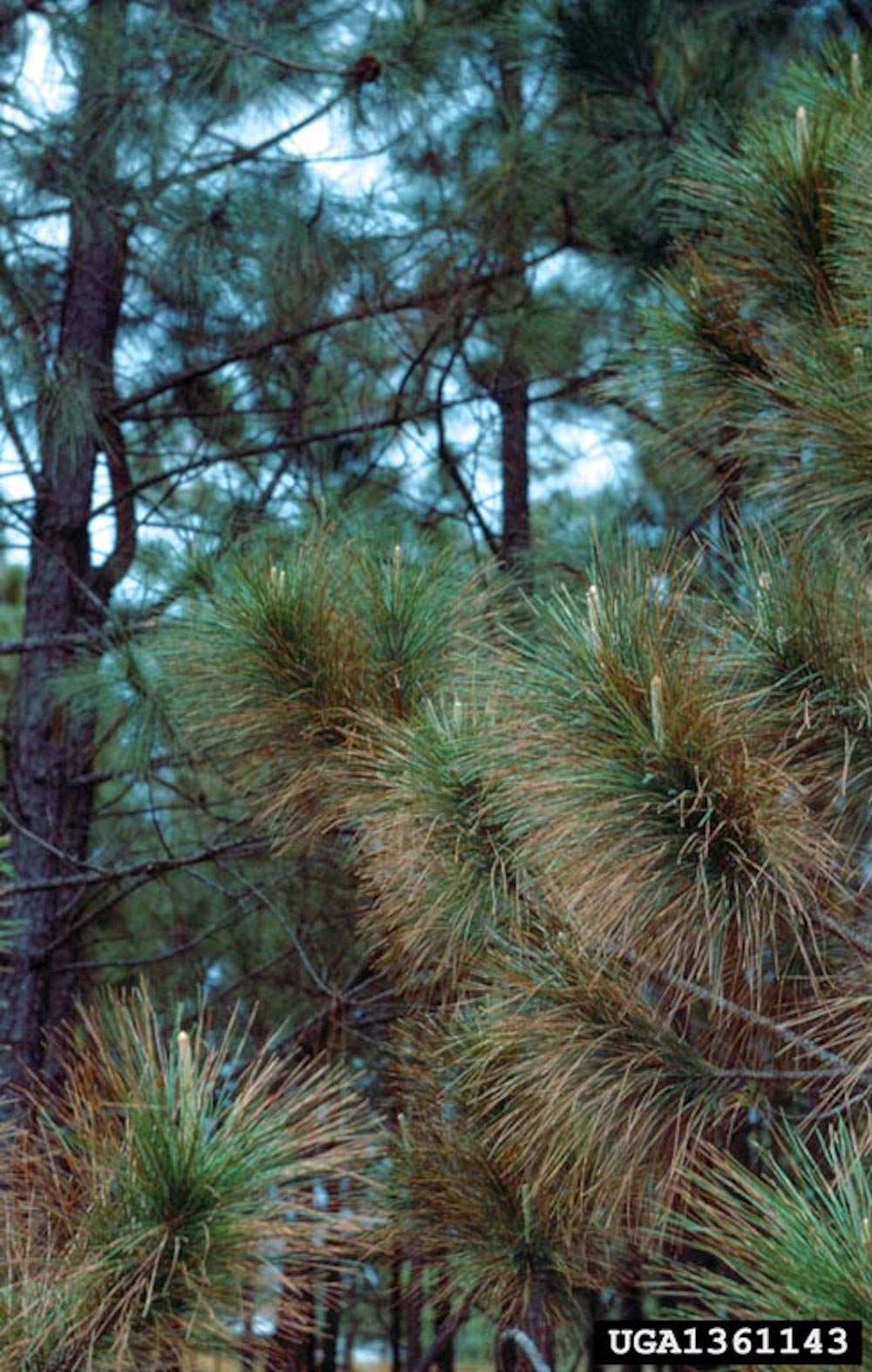 Neetlecast on trees