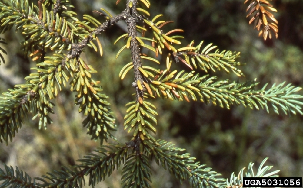 Neetlecast on trees