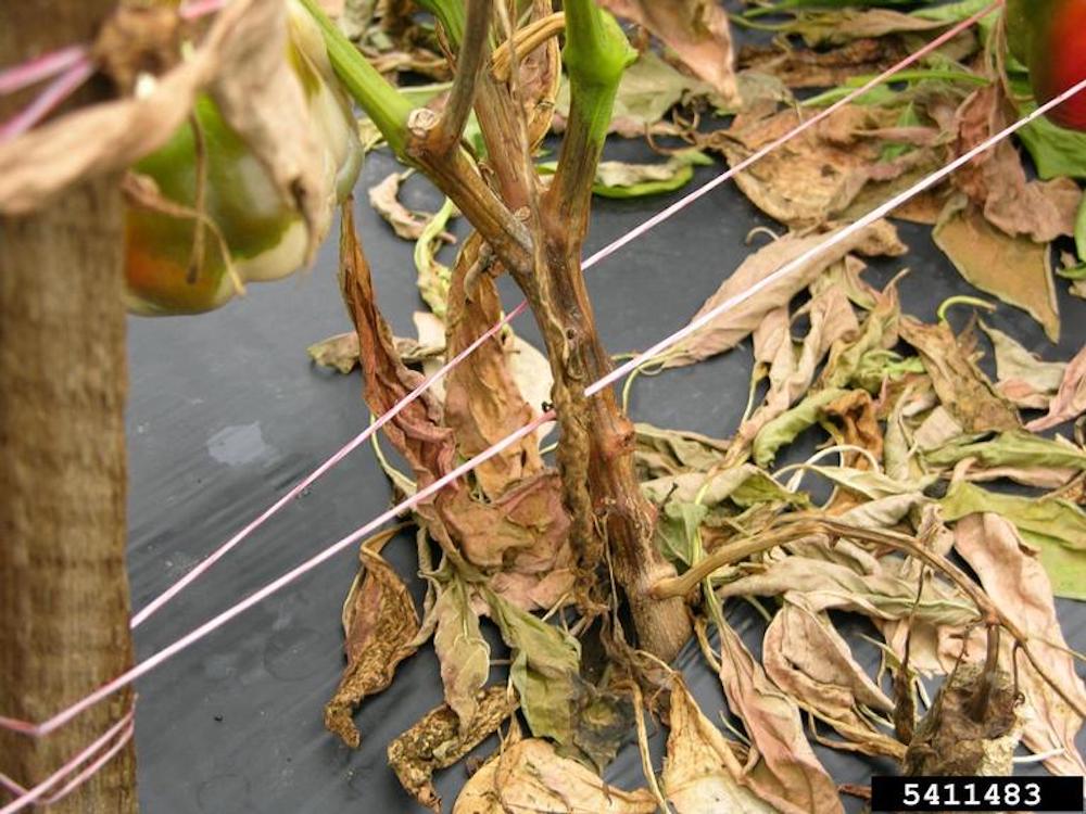Phytophthora blight on garden plants and vegetables