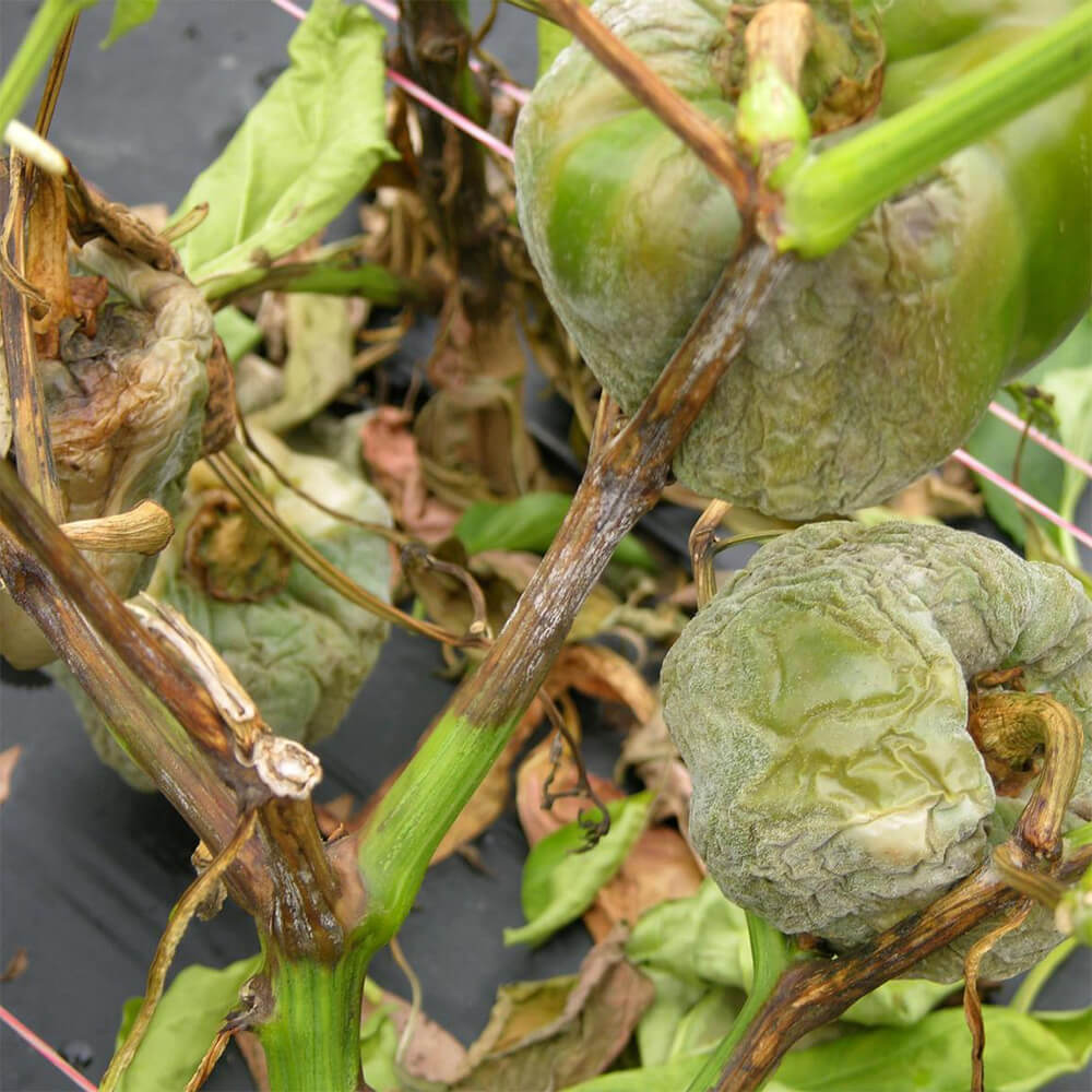 Sporulation of Phytophthora capsici on stems and fruit of bell pepper
