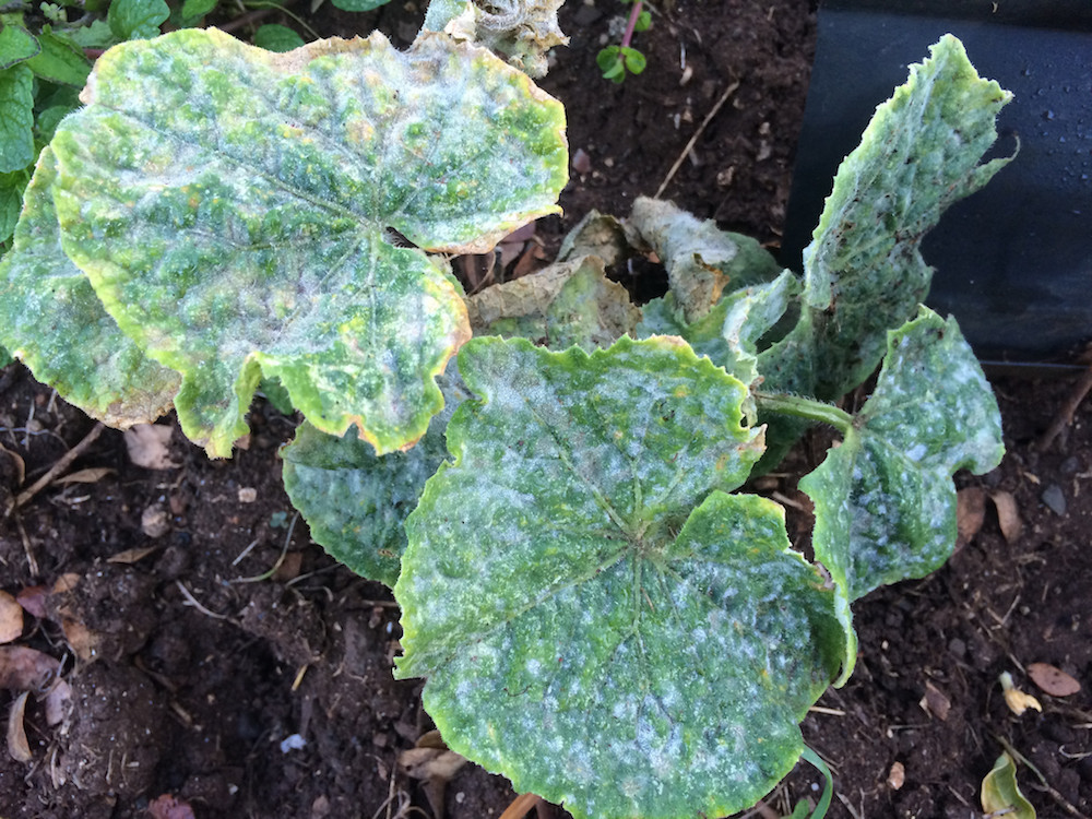 Plant disease powdery mildew on cucumber plant