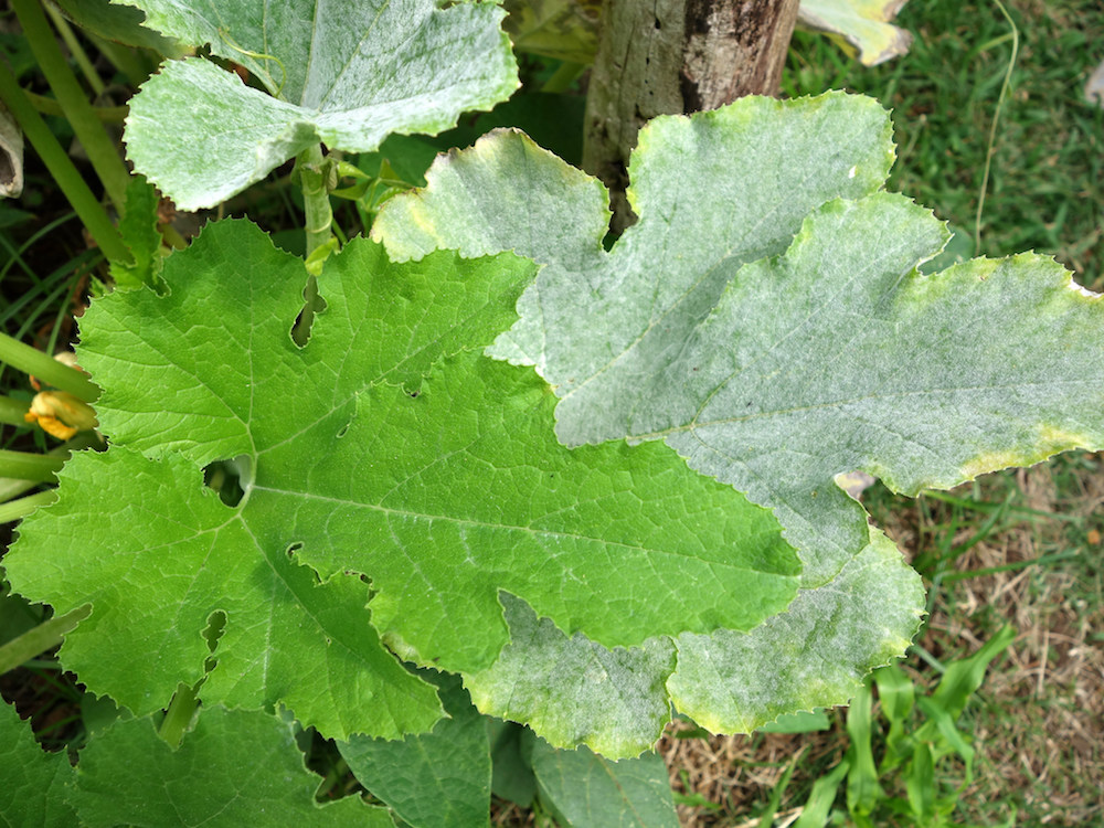 Plant disease powdery mildew on squash