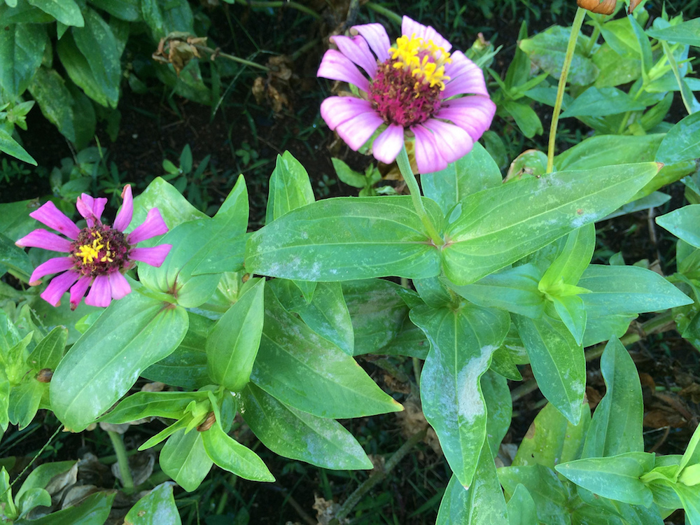 Plant disease powdery mildew on zinna plant