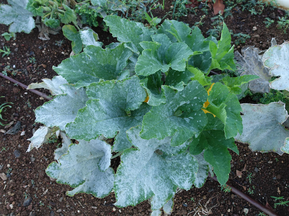 Plant disease powdery mildew on zucchini plant