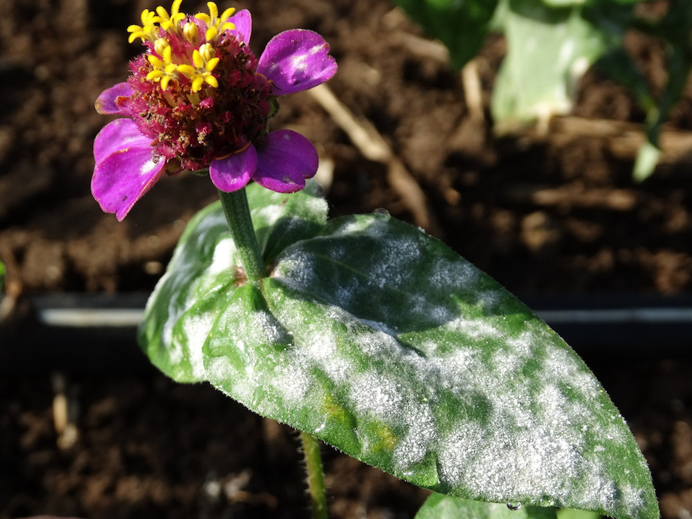 Plant disease powdery mildew on zinna plant