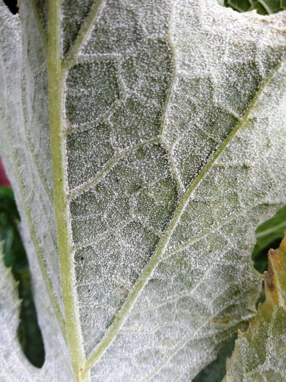 Plant disease powdery mildew on zucchini plant