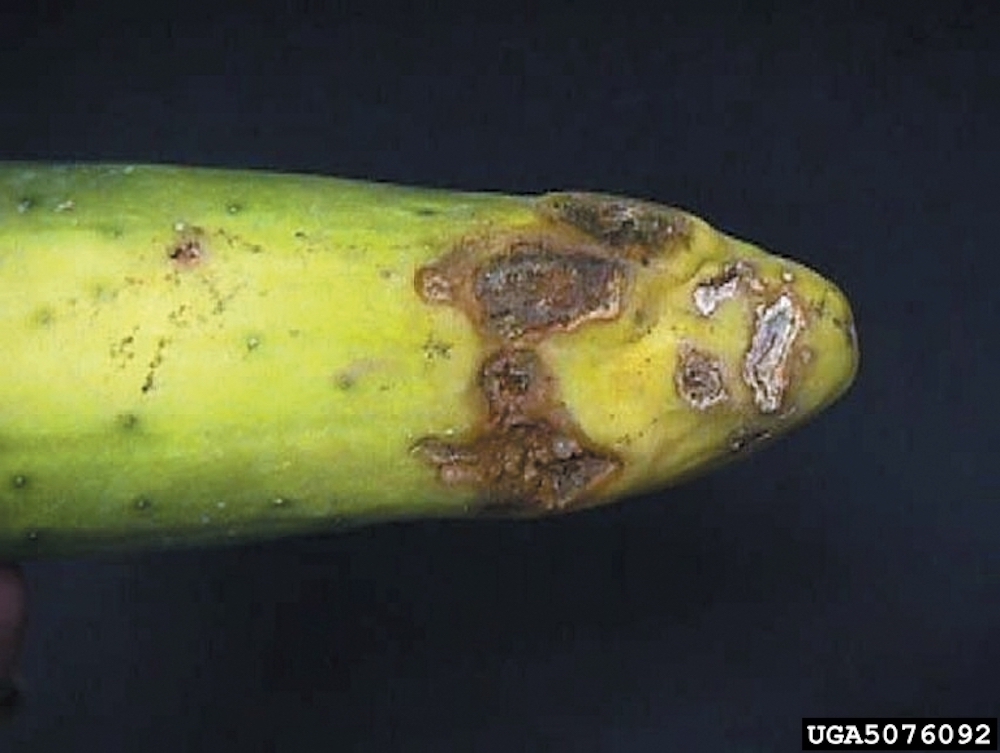 Rhizoctonia Fruit Rot on garden plants and vegetables