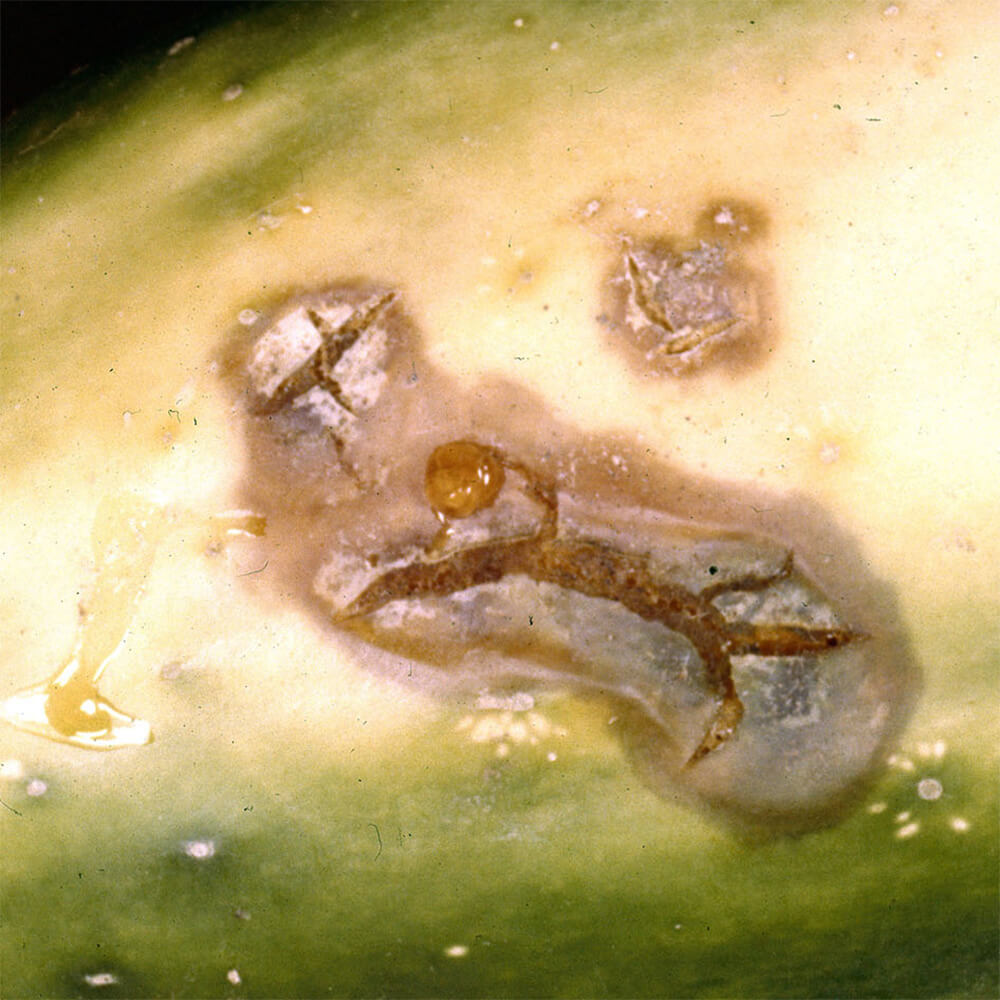 Rhizoctonia Fruit Rot closeup