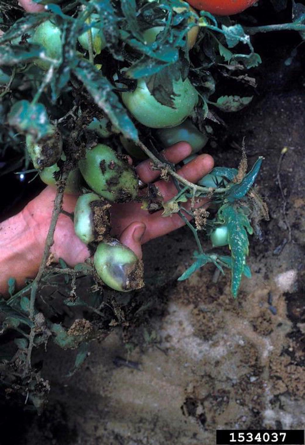 Rhizoctonia Fruit Rot on garden plants and vegetables
