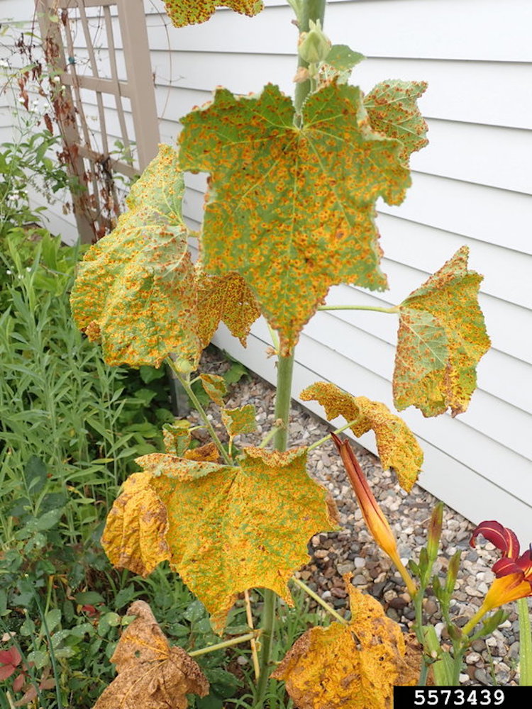 garden plant infested with rust disease