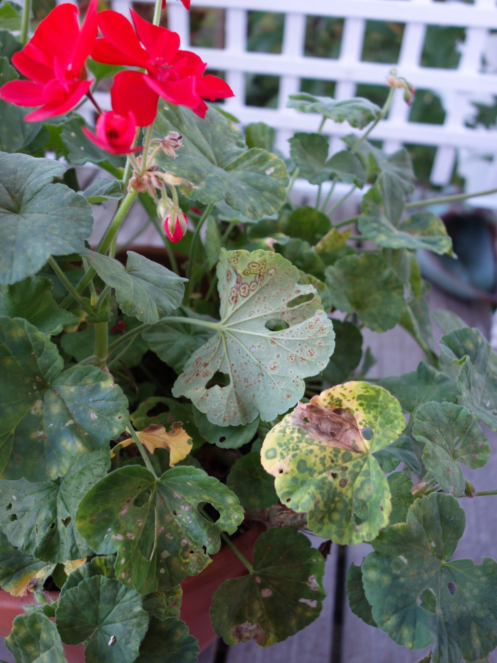 garden plant infested with rust disease