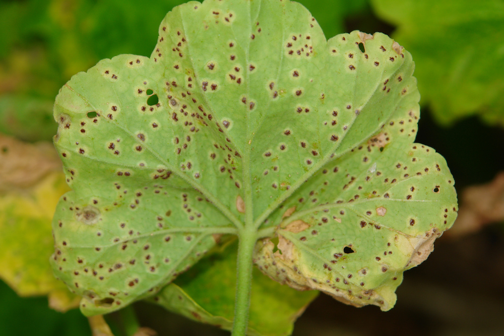 garden plant infested with rust disease