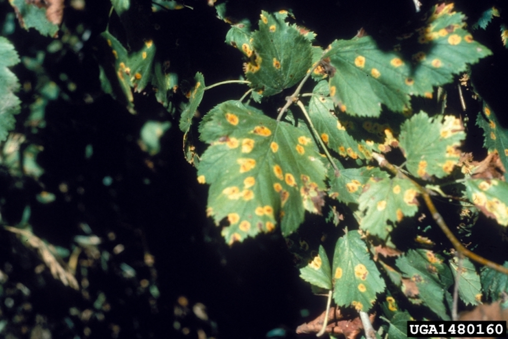 garden plant infested with rust disease