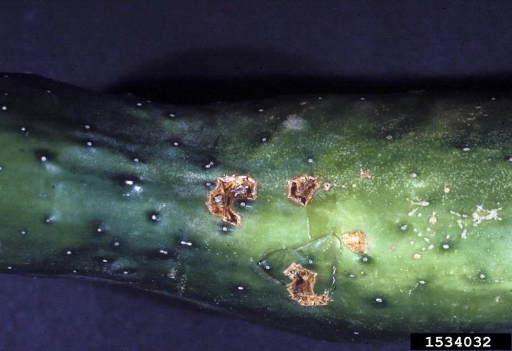 Scab fungal disease on garden plants and vegetables