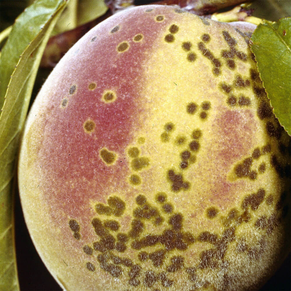 Peach scab