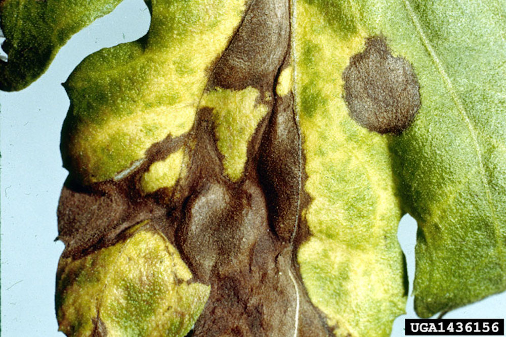 Septoria Leaf Spot on garden plants