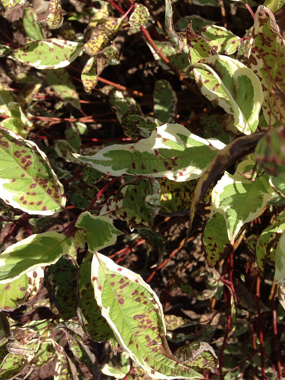 Septoria Leaf Spot on garden plants