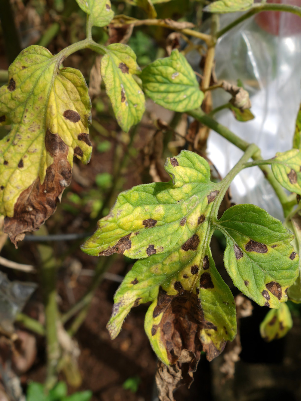 Septoria Leaf Spot on garden plants