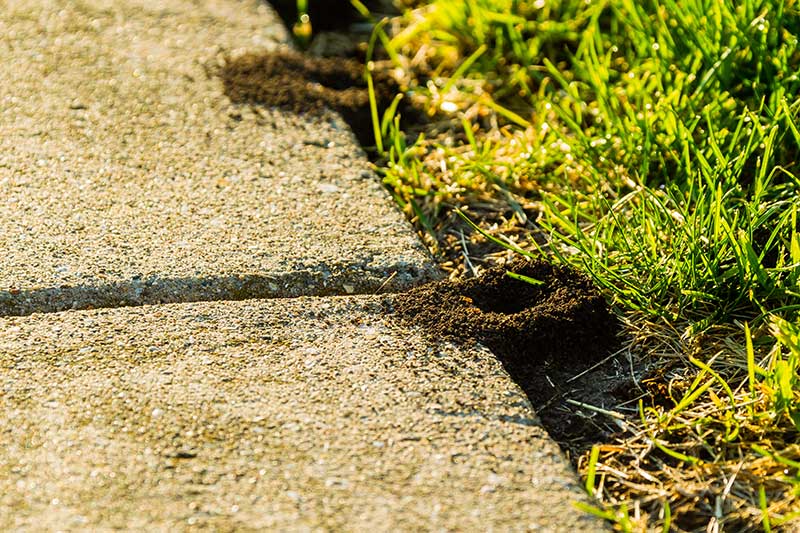 2 ant hills on a pavement